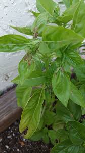 I'd bought it from ikea and it looks like they'd been overwatering as a lot of people had been having the same issue. Tiny Brown Spots On Basil Helpfulgardener Com