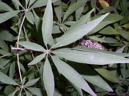 Image result for Vitex franceseana