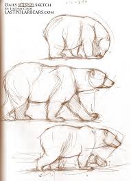 Cool Sketches Bear Sketch Polar Bear Drawing Pencil Drawings Of Animals