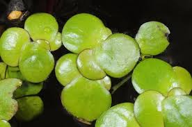 Image result for Spirodela