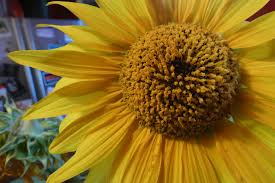 Decorating with sunflowers in a country kitchen. Sunflower Kitchen Decor