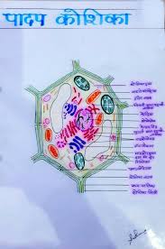 I made a mobile game in hindi. à¤• à¤¶ à¤• à¤• à¤¸ à¤°à¤šà¤¨ Class 8 Science Cell Structure Lesson Plan Based On Loc Diksha App