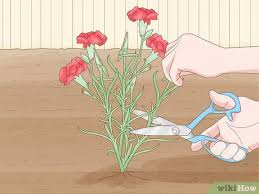 Like roses and hydrangeas, regular cutting and deadheading of blossoms will stimulate new. 4 Ways To Plant Carnations Wikihow