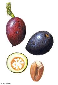 Image result for Sphedamnocarpus