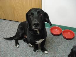Black And White Basset Hound Mix My Sweet Boy Boomer Black Lab Basset Hound Mix Basset Hound Mix Dogs And Puppies Black Lab Mix