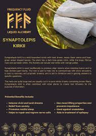 Image result for Synaptolepis