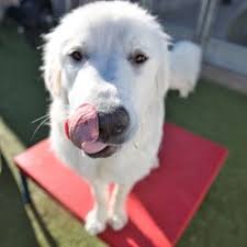 Check spelling or type a new query. Veterinarians In Meridian Yelp