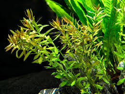 Image result for Ludwigia