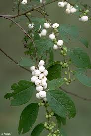 Image result for Flueggea