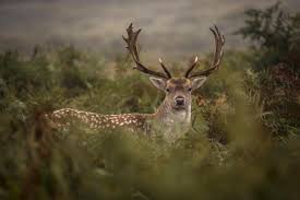 Deer Hunting Axed In Epping Forest After Thousands Join