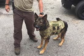 Our pups come with akc paperwork, hip health we have puppies due to be born in march 2020 and ready to go to their new homes end of april early may. Florida Alabama Toy Breeds Club Donates Canine Vest To Mobile Police Department American Kennel Club