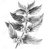 The kentucky coffeetree sheds its leaves early during the fall and appears bare for up to 6 months. 1
