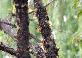 The Asian Secret To Beautiful Skin Peach Gum