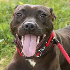 We carry a wide assortment of quality products for all you current and future pet needs. Family Pet Center Ri The Y Guide