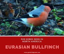 Brown Bird With Red Cheeks Red Birds Seen In North America Eurasian Bullfinch In 2020 Bullfinch Birds Red Birds