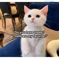 Pet ninja presents cat memes compilation of 2020. Clean Memes 10 01 2020 Clean Memes