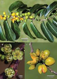 Image result for Casearia battiscombei