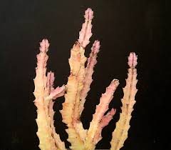 Image result for Euphorbia baylissii