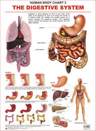 Human Body Charts The Digestive System