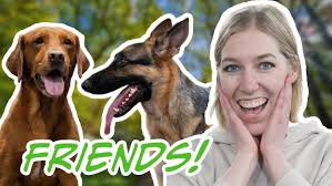 Dogs Trust Leeds: Meet Tye in his kennel.