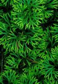 Image result for Dipcadi vaginatum