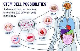 Pin On Stem Cell Therapy In India