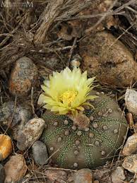 Only three metapopulations totaling less than 4000 plants are presently known in texas. Sand Dollar Cactus Astrophytum Asterias Inaturalist