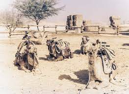 The price is ca $96 per night from dec 5 to dec 6ca $96. Camel Ride At Mamshit Camel Ranch In The Negev