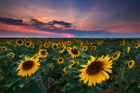 Maybe you would like to learn more about one of these? Denver Sunflower Sunset Ryan Wright Photography
