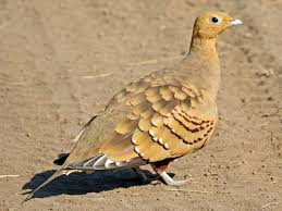 Image result for Cenchrus unisetus