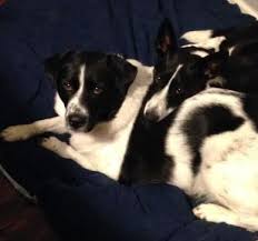 We did not find results for: Border Collie Rehoming Adoption Services Adopt Or Rehome A Border Collie Usa Canada Wide