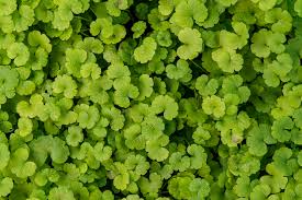 Image result for Sibthorpia europaea