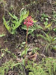 Image result for Disa eminii