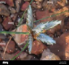 Image result for Cyperus margaritaceus