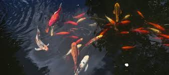 How often do koi fish lay eggs. Koi Fish Eggs And The First Days Of Life Koi Story