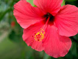 Red flowers and gifts from 1800flowers make the perfect romantic gift for your love. Red Flowers For Your Garden Saga