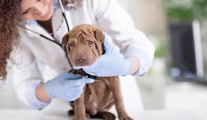Check spelling or type a new query. Veterinary Services Veterinary Dogs