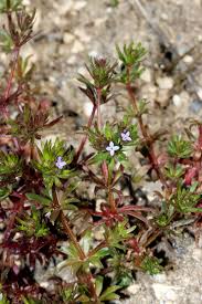 Image result for Leptactina involucrata