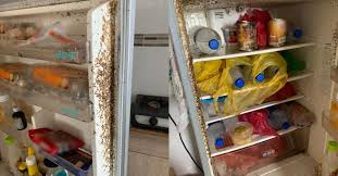 Side by side inverter motor: Nak Bersihkan Kena Pakai Full Ppe Lelaki Terkejut Peti Ais Penuh Ulat Lepas 2 Bulan Tak Balik Rumah