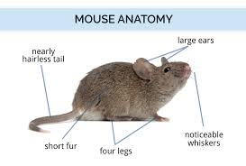 We would like to show you a description here but the site won't allow us. Mouse Identification Anatomy How Long Mice Live
