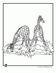 This drinking animals coloring book is a bit bizarre. Coloring Book Drinking Animals Coloring Book