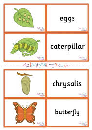 The caterpillar life cycle is explained in short in this article, along with some interesting facts about caterpillars. Butterfly Life Cycle Matching Cards