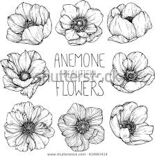 Find Anemone Flowers Drawing Illustration Vector Clipart Stock Images In Hd And Millions Of Other Royalty In 2020 Flower Drawing Flower Sketches Drawing Illustrations