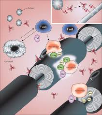 It can cause muscle weakness, reflex loss, and numbness or tingling in parts of your body. Guillain Barre Syndrome After Exposure To Influenza Virus The Lancet Infectious Diseases