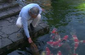 Japanese Koi Fish Care How Care Properly Guaranteed 2019 Koi Fish Care Koi Fish Fish Care
