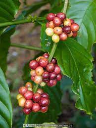 Rsvp Mr Ari Gusti M 62881 942 85 92 Smartfren Blackberry Pin 31c05915 Coffee Beans Ripening On A Plant In Souther Coffee Hound Coffee Beans Coffee Shop
