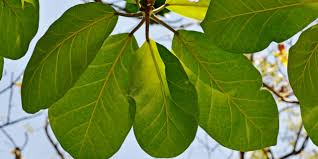 Image result for Ficus lutea