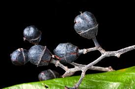 Image result for Allophylus whitei