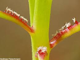 Image result for Droogmansia