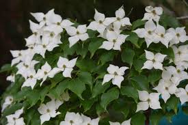Image result for Cornus